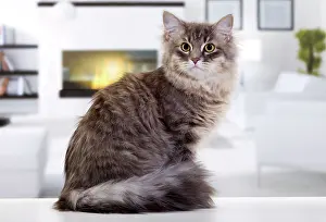 Fires: Cat - Siberian