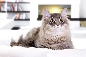 Fires: Cat - Siberian
