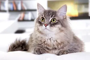 Fires: Cat - Siberian