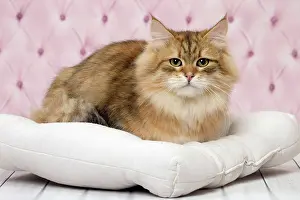 Comfortable: Cat Siberian