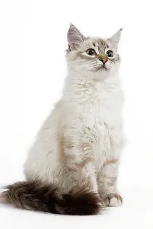 Jean-michel Labat: Cat - Siberian