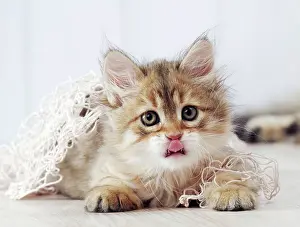 Tangled: Cat Siberian 6 week old kitten