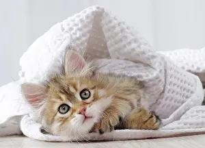 Cosy: Cat Siberian 6 week old kitten