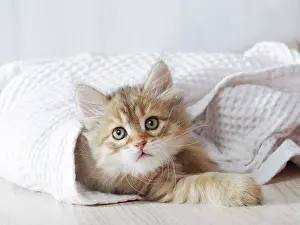 Cosy: Cat Siberian 6 week old kitten