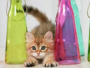 Pouncing: Cat Siberian 6 week old kitten