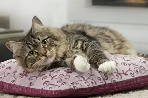 Pillows: Cat - Siberian - 7 months old