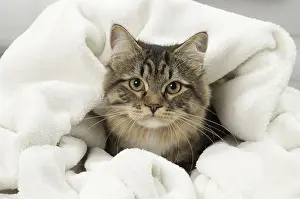 Snug: Cat - Siberian - 7 months old