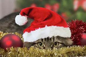 Tinsel: Cat - Siberian - 7 months old