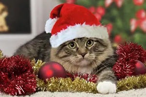 Tinsel: Cat - Siberian - 7 months old
