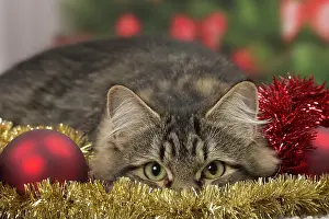 Tinsel: Cat - Siberian - 7 months old. Christmas decorations