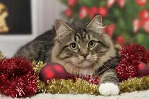 Tinsel: Cat - Siberian - 7 months old. Christmas decorations