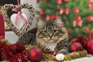 Tinsel: Cat - Siberian - 7 months old. Christmas decorations