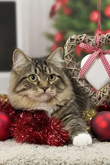 Tinsel: Cat - Siberian - 7 months old. Christmas decorations