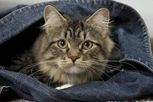 Trousers: Cat - Siberian - 7 months old. in jeans