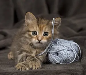 Yarn: Cat Siberian 8 week old kitten