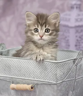 Buckets: Cat Siberian 8 week old kitten