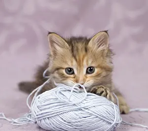 Yarn: Cat Siberian 8 week old kitten