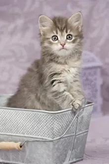 Buckets: Cat Siberian 8 week old kitten