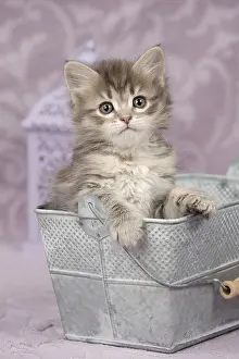 Buckets: Cat Siberian 8 week old kitten