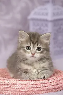 Cute Kittens By Jean-Michel Labat: Cat Siberian 8 week old kitten