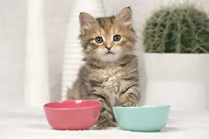 Meal: Cat Siberian 8 week old kitten
