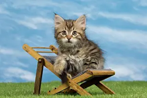 Deck: Cat - Siberian - 8 week old kitten on toy deck chair