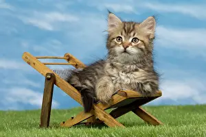 Deck: Cat - Siberian - 8 week old kitten on toy deck chair