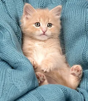 Chilling: Cat Siberian 8 week old kittens