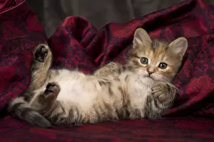 Chilling: Cat Siberian 8 week old kittens
