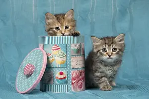 Tins: Cat Siberian 8 week old kittens