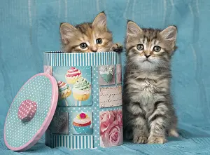 Tins: Cat Siberian 8 week old kittens