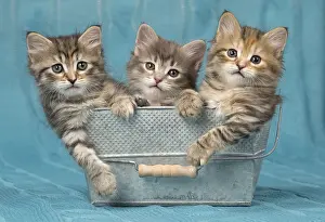 Buckets: Cat Siberian 8 week old kittens