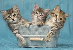 Buckets: Cat Siberian 8 week old kittens