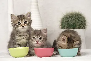 Meal: Cat Siberian 8 week old kittens