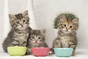 Meal: Cat Siberian 8 week old kittens