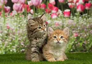 Week: Cat - Siberian - 8 week old kittens