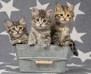 Metal: Cat Siberian 8 week old kittens