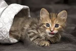 Cute Kittens By Jean-Michel Labat: Cat Siberian 8 week old kittens in basket
