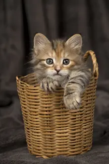 Cute Kittens By Jean-Michel Labat: Cat Siberian 8 week old kittens in basket