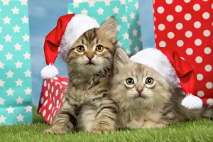 260420: Cat - Siberian - 8 week old kittens with party