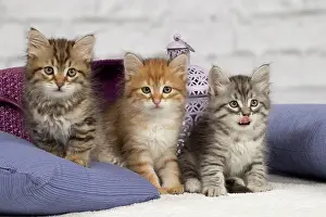Pillows: Cat - Siberian - 8 week old kittens - playing with