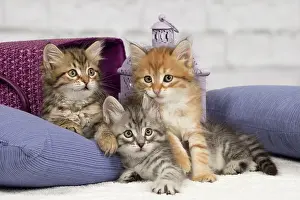 Pillows: Cat - Siberian - 8 week old kittens - playing with
