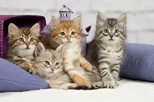 Pillows: Cat - Siberian - 8 week old kittens - playing with