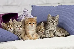 Pillows: Cat - Siberian - 8 week old kittens - playing with