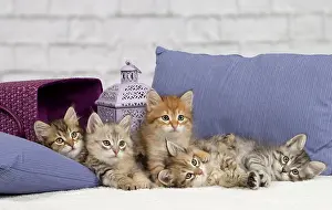 Pillows: Cat - Siberian - 8 week old kittens - playing with