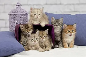 Pillows: Cat - Siberian - 8 week old kittens - playing with