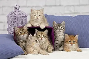 Pillows: Cat - Siberian - 8 week old kittens - playing with