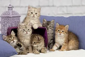 Pillows: Cat - Siberian - 8 week old kittens - playing with