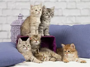 Pillows: Cat - Siberian - 8 week old kittens - playing with