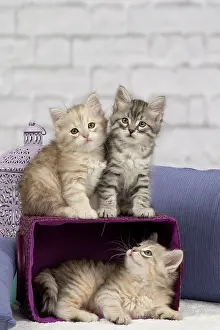 Pillows: Cat - Siberian - 8 week old kittens - playing with
